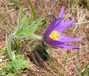 Fiore di anemone montana (Pulsatilla montana Hoppe) - Foto di Gian Mario Navillod.