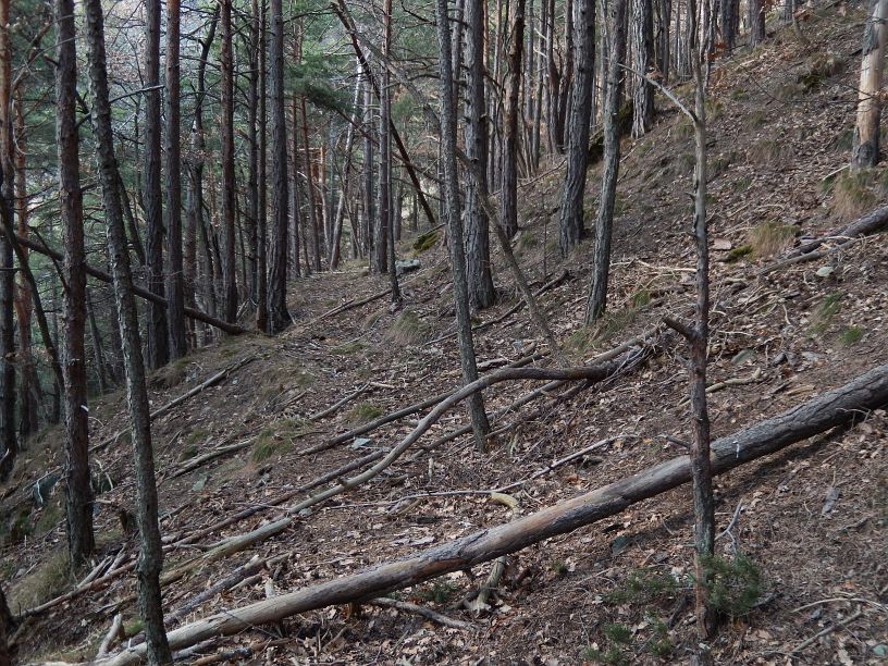Vecchio alveo del Ru del Pan Perdu di Châtillon nel bosco – Foto di Gian Mario Navillod.