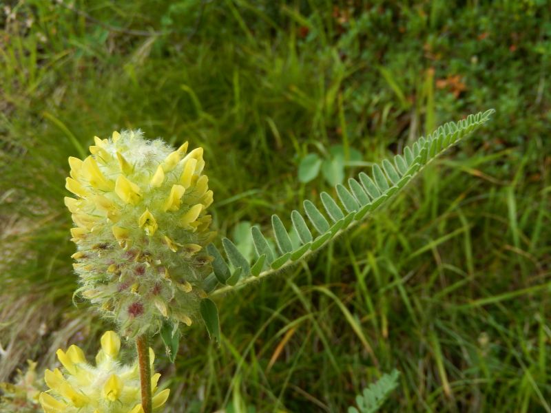 Particolare del fiore dell'Astragalus alopecurus Pall. - Foto di Gian Mario Navillod.