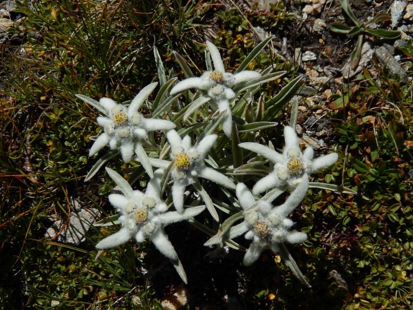 Fiori di Leontopodium alpinum (Stella alpina, Edelweiss) - Foto di Gian Mario Navillod.