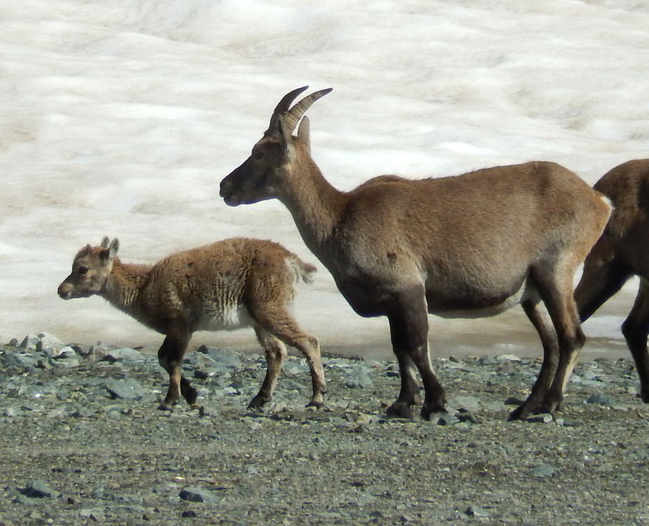 Mamma e cucciolo di stambecco (Capra ibex) al Colle Nord delle Cime Bianche – Foto di Gian Mario Navillod.