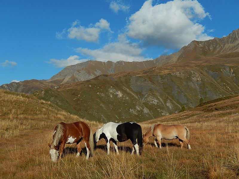 I cavalli dell'Alpe Lechère di Courmayeur - Foto di Gian Mario Navillod.