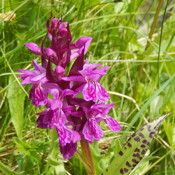 Particolare del fiore di un'orchidea nella Zona Speciale di Conservazione ZSC di Lo Ditor - Torgnon - Foto di Gian Mario Navillod.