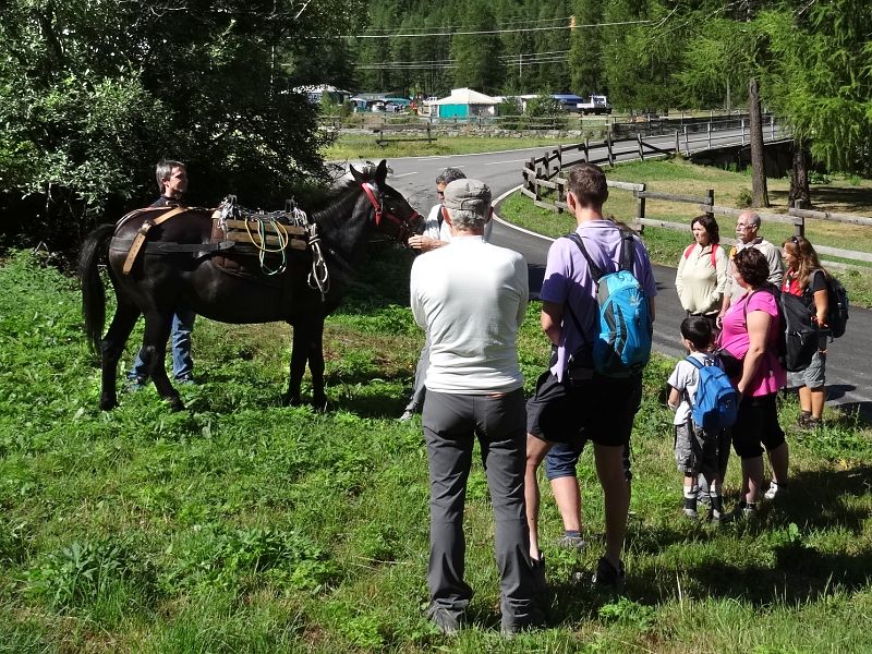 La mula Rebecca che accompagna i turisti nel sabato del villaggio di Valsavarenche - Foto di Gian Mario Navillod.