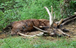 Carcassa di un cervo caduto ai piedi del Ru du Pan Perdu di Antey nel 2008 - Foto di Gian Mario Navillod.