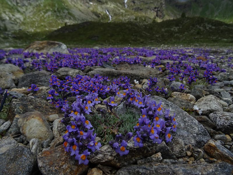Linaria alpina alla Diga di Cignana - Foto di Gian Mario Navillod.