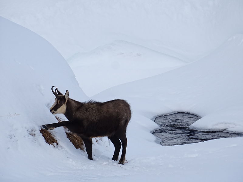 Nel Parco Nazionale del Gran Paradiso un camoscio scava nella neve per raggiungere l'erba - Foto di Gian Mario Navillod.