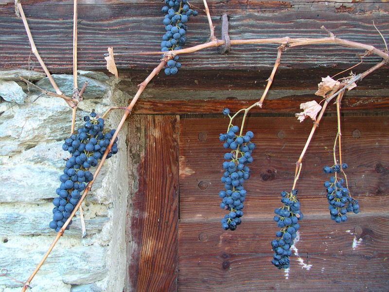 Vitis vinifera del Rovet di Torgnon quota 1235 m s.l.m. - Foto di Gian Mario Navillod.