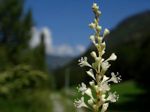 I minuscoli fiori della Reynoutria japonica - Foto di Gian Mario Navillod.