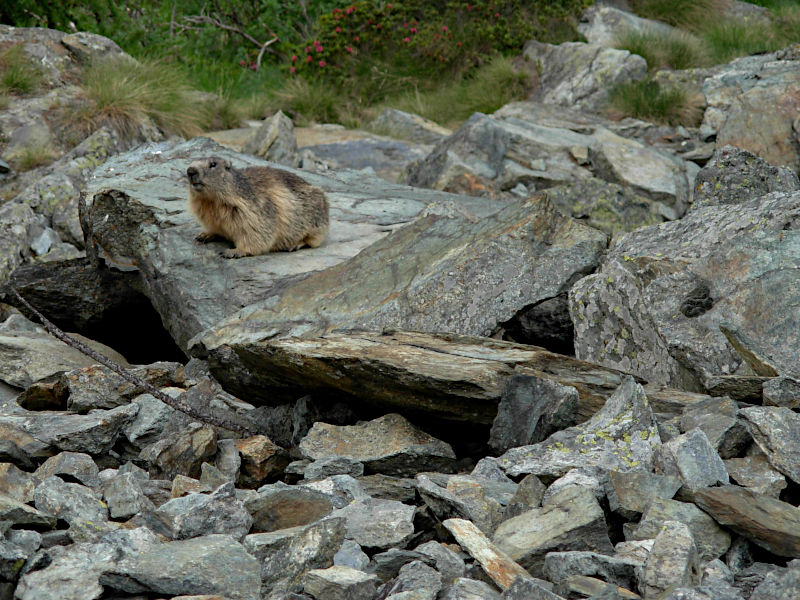 La marmotta (Marmota marmota) curiosa lungo la ciclabile Perrères-Promoron - Foto di Gian Mario Navillod.