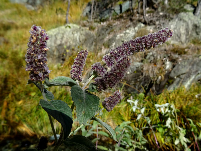 Mentha longifolia lungo il Ru de Chevrère et Montjovet - Foto di Gian Mario Navillod.
