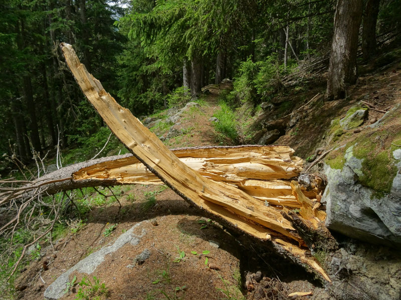 Tronco schiantato di abete (Picea abies) lungo il Ru de Vuillen/Vullien - Foto di Gian Mario Navillod.