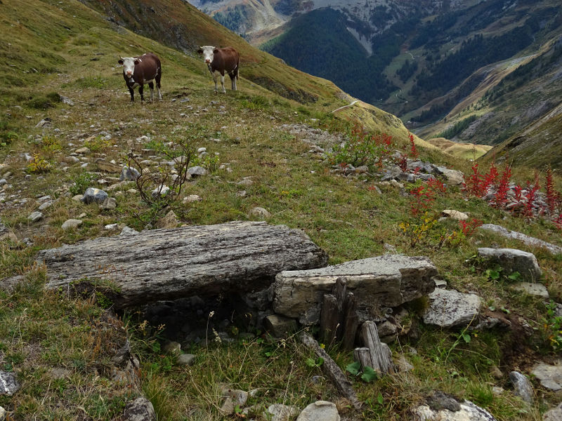 Manze curiose lungo il Ru d'Alp Vuillen - Foto di Gian Mario Navillod.
