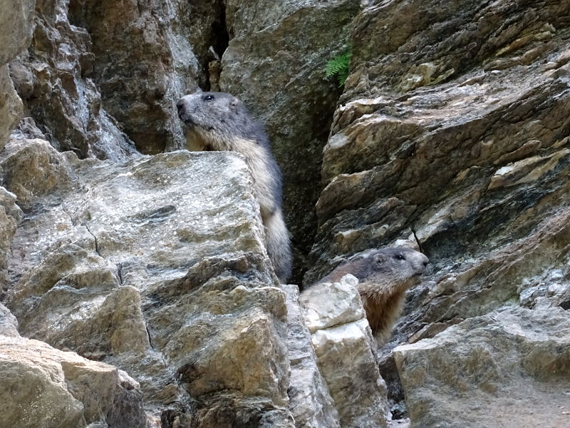 Le marmotte alpiniste del Ru de By - Foto di Gian Mario Navillod.