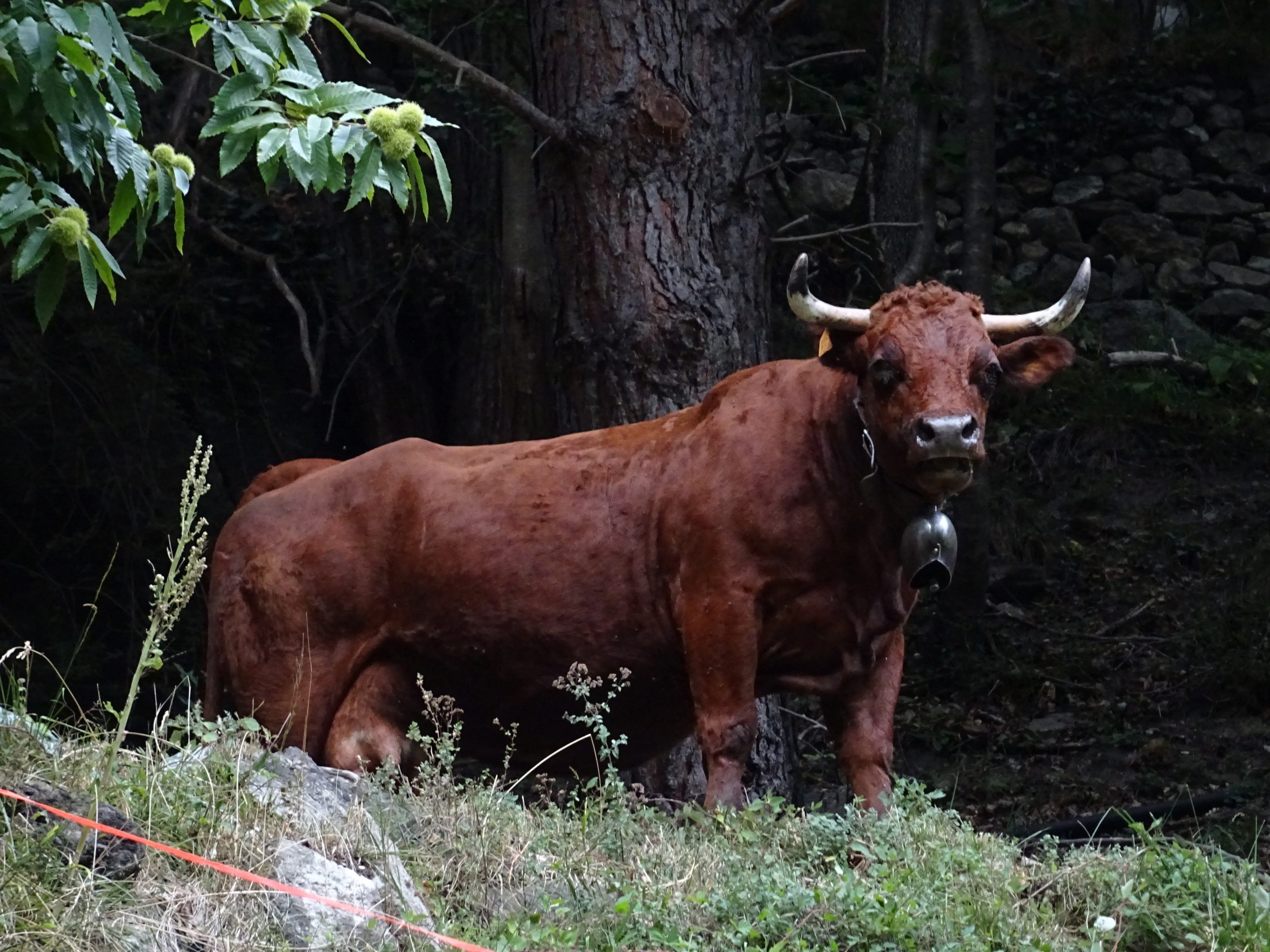 La mucca curiosa di Brusoncles lungo il Ru des Gagneurs - Foto di Gian Mario Navillod.