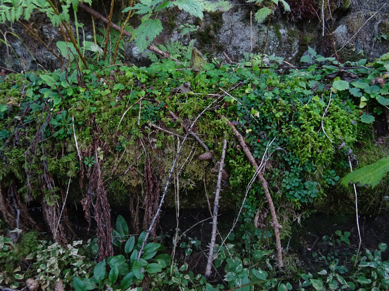 Tubazione del Ru Veuillen ricoperto dalla vegetazione nel tratto per escursionisti esperti - Foto di Gian Mario Navillod.
