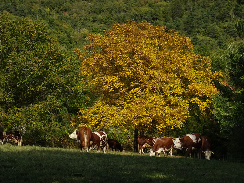 Noce e mucche al pascolo lungo il Ru Pompillard - Foto di Gian Mario Navillod.