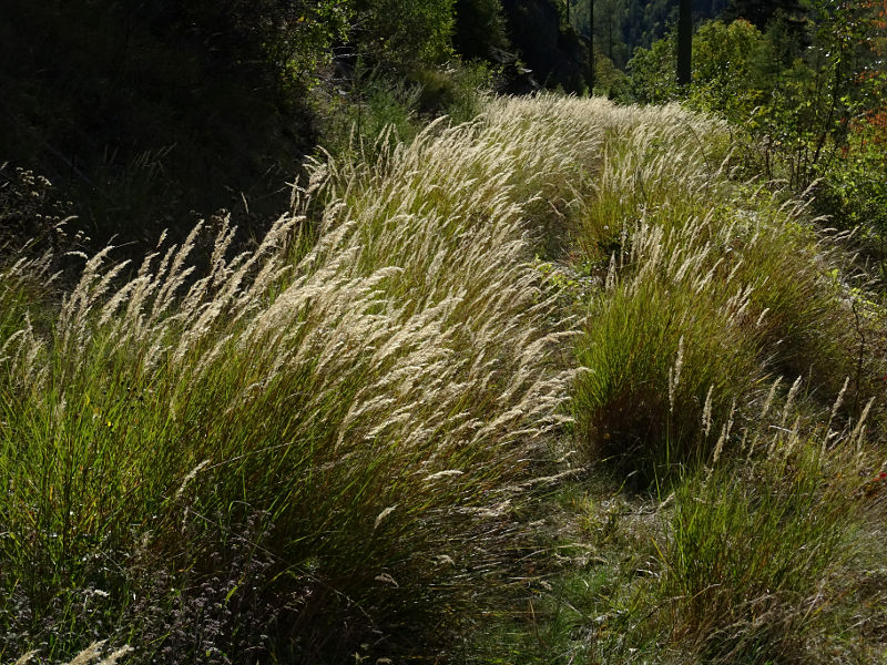 Pista di servizio del Ru Pompillard coperta da erbe ed arbusti - Foto di Gian Mario Navillod.