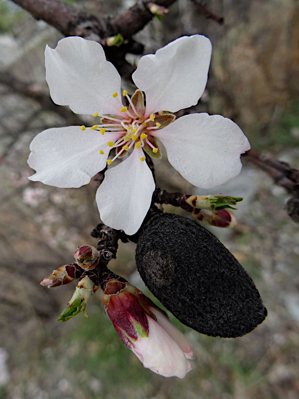 Fiori di mandorlo (Prunus dulcis) lungo il Ru Neuf di Aymavilles - Foto di Gian Mario Navillod.