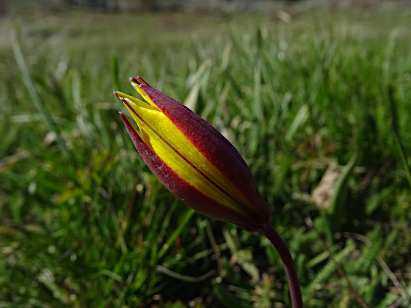 Bocciolo di Tulipa pumila Moench - foto di Gian Mario Navillod.