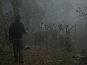 Pastore di stambecchi (Capra ibex) nella nebbia - Foto di Gian Mario Navillod.