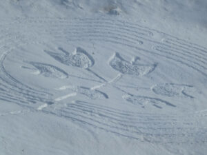Il mazzo di fiori al centro del labirinto 8.3 di Chamois, la pista per ciaspole dedicata alla Giornata internazionale della donna dell'8 marzo 2026 - Foto di Gian Mario Navillod.