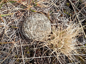 Il ciottolo della Punta Fetita 2623 m s.l.m. gioco di bimbi o proiettile? - Foto di Gian Mario Navillod.