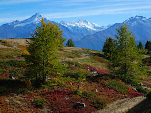 Foliage salendo verso la Punta Fetita. Sullo sfondo la Grivola e il Gran Paradiso - Foto di Gian Mario Navillod.