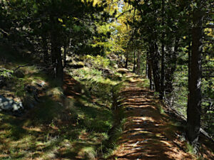 Bosco di conifere lungo il Ru de Runaz - Foto di Gian Mario Navillod.