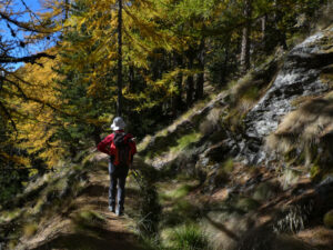 Il foliage dei larici lungo il Ru de Runaz - Foto di Mauro Gillio.