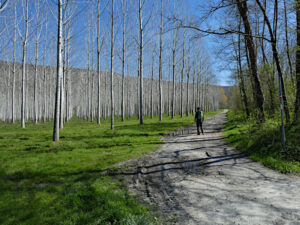 Lungo la Via Francigena - Pioppeti e strada forestale a Burolo - Foto di Gian Mario Navillod.