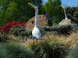 Lungo la Via Francigena - Gli uccelli acquatici che osservano i pellegrini alla periferia di Cavaglià - Foto di Gian Mario Navillod.